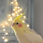 <b>앵무새</b> 왜 키우는지 알 것 같아