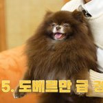 제니 강아지 개귀엽다