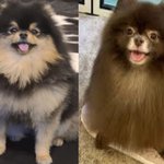 <b>연탄</b> 쿠마 (뷔 제니)