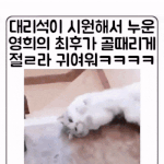 <b>집사</b>야 있잖아 어? 으냐아아옹!