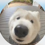 요새 이 강<b>아지</b> 프사로 많이 해놓던데 누구임?