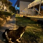 [이것좀봐줘] <b>야밤</b>에 아기 우는줄알고 뛰쳐나갔다