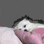 [댓글부탁해] 강아지 개피곤해<b>보임</b>