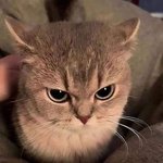 [ㅋㅋㅋㅋㅋ] 요즘 <b>화제</b>인 그 고양이 ㅋㅋ