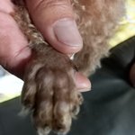 [이것좀봐줘] 양평 문호리 ㄱㄴ<b>동물</b>병원을 고발합니다.