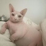 내 스펙 넘사벽임 ㅈㄴ 갓<b>반인</b>녀 ㅋㅋ