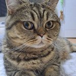 [고양이] 곰이와 여우