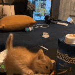 나 말리지마라냥.<b>gif</b>