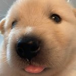 [드루와] 와 나 인생<b>쿠션</b> 찾은듯
