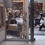 나의 쿵후를 보았느냥?!.<b>gif</b>