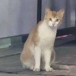 길에서 만난 고양이 <b>해린</b> <b>닮음</b>
