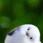 [19] <b>지렁</b>이 찐으로 밟으면 꿈틀함