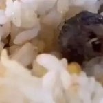 학교 구내식당 음식에서 얼굴 선명한 쥐 머리 나와 충격