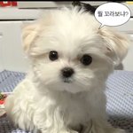 <b>주연</b>이 버블 없는 일주일 동안