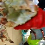 핀란드 어부들이 <b>킹크랩</b>을 먹는 방법