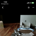 [고양이] 추가) 우리집 고양이 <b>확대</b>일지