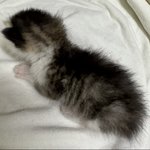 고양이 이름 추천