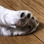 우리 시<b>고르</b>자브종 발바닥