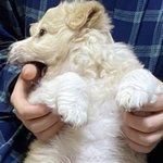 우리 시고르자브종 <b>뱃살</b>