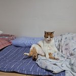 나의 동거묘 <b>도칠</b>이 신나는 그루밍들..