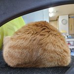 우리집 고양이(사진추가)