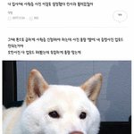 <b>사원증</b> 강아지 짤이랑 똑닮인 내가수.jpg