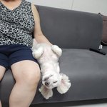 [말티즈] 다시 온 왕<b>티즈</b>!