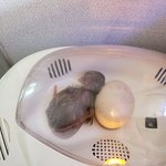 [임신과유산] 병아리의<b>탄생</b>