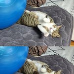 [고양이] 우리집 고양이 <b>확대</b>일지 2