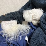[NCT드림] 대갈이 인스타 기원 <b>정권</b> 찌르기 1일차