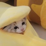 나<b>재민</b> 고양이 귀엽기만한데