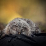 <b>올빼미</b>는 엎드려잔대