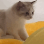 엔<b>재민</b> 버블로 고양이 영상 보내줌