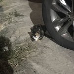 같은 <b>고앵이</b>