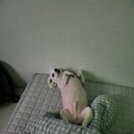 [말티즈] 돌아온 왕<b>티즈</b> 투