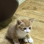 [고양이] 우리 고양이 <b>써니</b> 사진일지