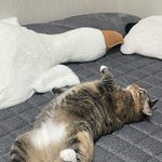 우리집고양이사람처럼잔다