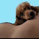 <b>아오</b> 이렇게 귀여운 천사가 수시로 붙으니까