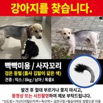 김말이를 닮은 말이입니다! 도와주세요ㅠㅠ