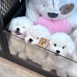 [드루와] 나 어제 <b>연</b><b>옌</b> 개가까이에서 봄ㅋㅋㅋㅋ