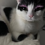 [댓글부탁해] <b>청담</b> 국제고 볼 때마다 개거슬리는 거