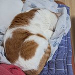 나의 동거묘 <b>도칠</b>이 귀여움...