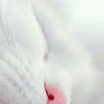 <b>분홍</b> 말랑코 만지고 싶지 않아?