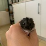 <b>햄스터</b>의 매력 속으로