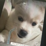 [댓글부탁해] 강아지 이거 무슨<b>종이</b>야??