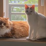 큰 아기냥 <b>호빵이</b>와 진짜 아기냥 만두 - 50