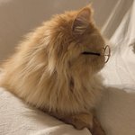 [댓글부탁해] 패션 옾챗 들어와있는데 사람들 다 <b>개부</b>자임