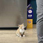 [고양이] 우리 고양이 <b>써니</b> 사진일지2