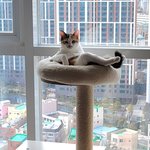 울집 냥이가 나한테 말을 건다(사진추가)