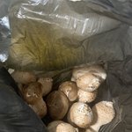 이거무슨<b>버섯</b>일까??